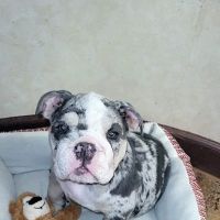 Celina Animal Hospital ico