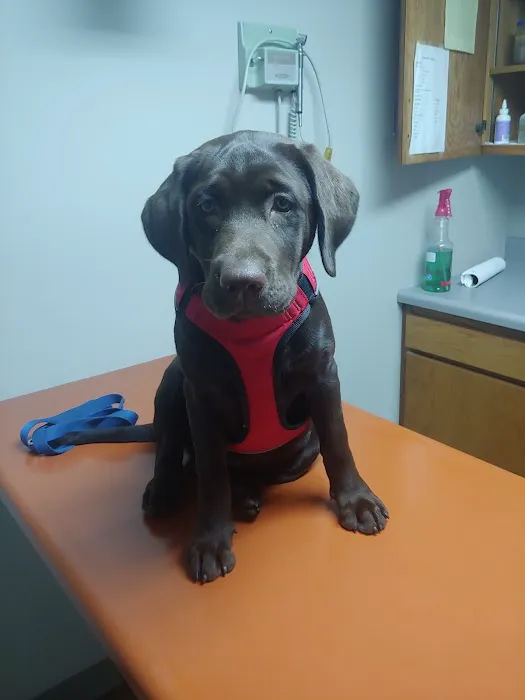 Celina Animal Hospital Picture 4