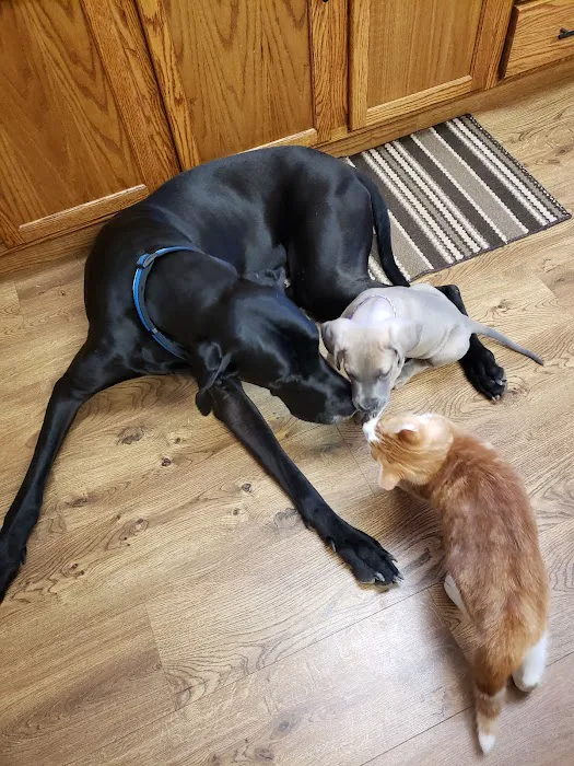 Celina Animal Hospital Picture 10
