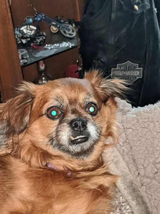 Celina Animal Hospital Picture 9