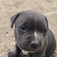 Chickasaw Veterinary Center ico