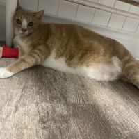Cedar Lake Animal Hospital ico
