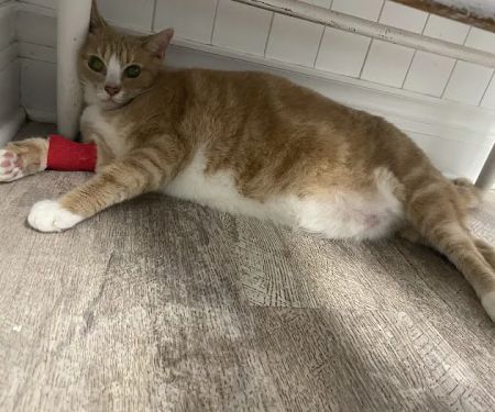 Cedar Lake Animal Hospital