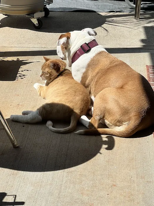 Cedar Lake Animal Hospital Picture 7