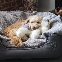 Integrity Animal Health Group ico
