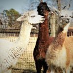 Freehaven Farm Limited