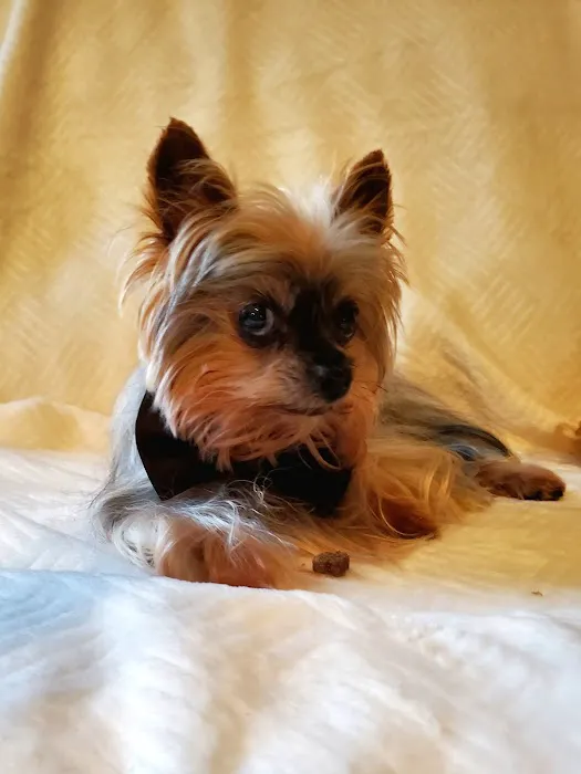 Simpsonville Animal Hospital Picture 2