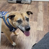 Simpsonville Animal Hospital ico