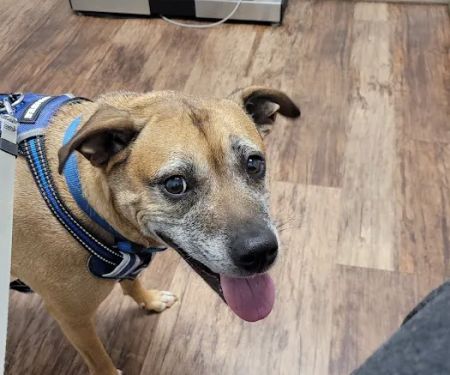 Simpsonville Animal Hospital
