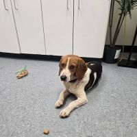 Spears Creek Veterinary Clinic ico