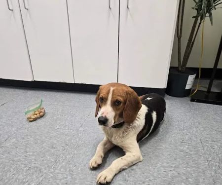 Spears Creek Veterinary Clinic