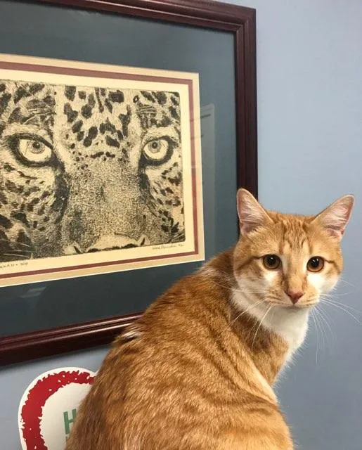 Spears Creek Veterinary Clinic Picture 6