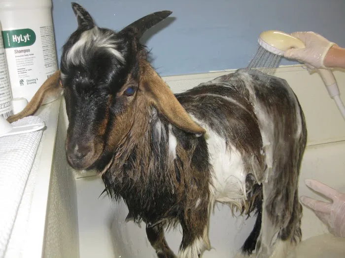 Spears Creek Veterinary Clinic Picture 10