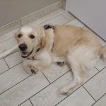 Two Notch Road Animal Clinic