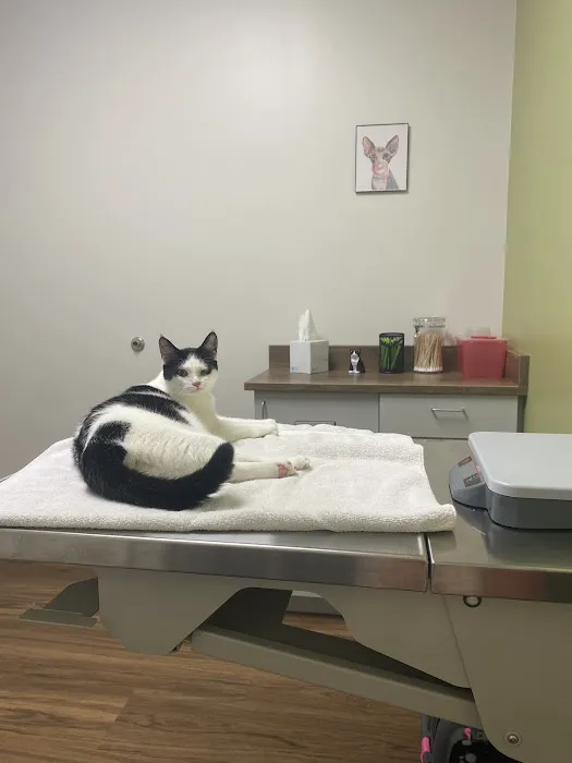Creature Comforts Veterinary Hospital Picture 3