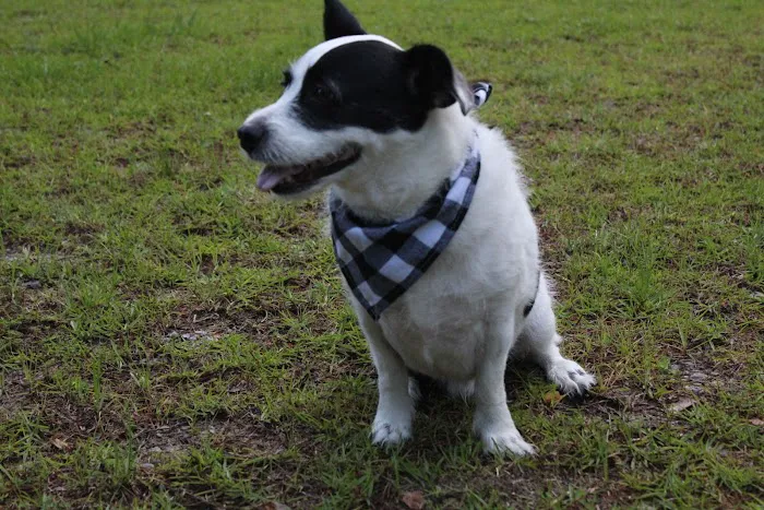 Banfield Pet Hospital Picture 1