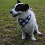 Banfield Pet Hospital