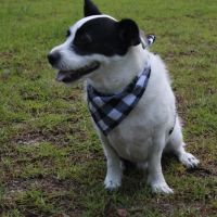 Banfield Pet Hospital ico
