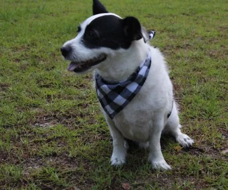 Banfield Pet Hospital