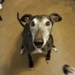 Northeast Animal Clinic: Ng Jennifer DVM
