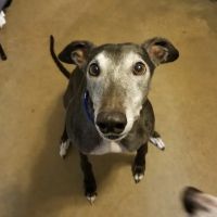Northeast Animal Clinic: Ng Jennifer DVM ico