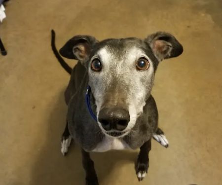 Northeast Animal Clinic: Ng Jennifer DVM