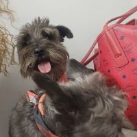 Northeast Animal Clinic ico