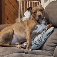 Spring Valley Animal Hospital LLC ico