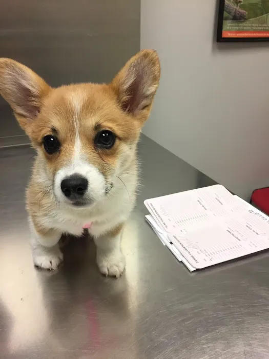 Spring Valley Animal Hospital LLC Picture 6