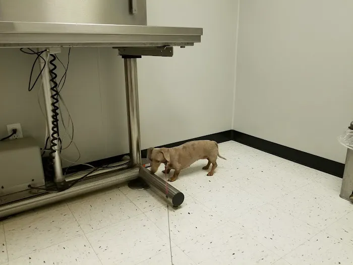 Spring Valley Animal Hospital LLC Picture 5