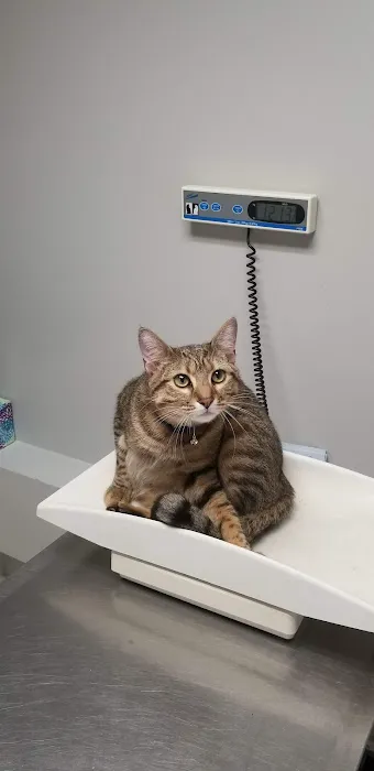 Spring Valley Animal Hospital LLC Picture 8