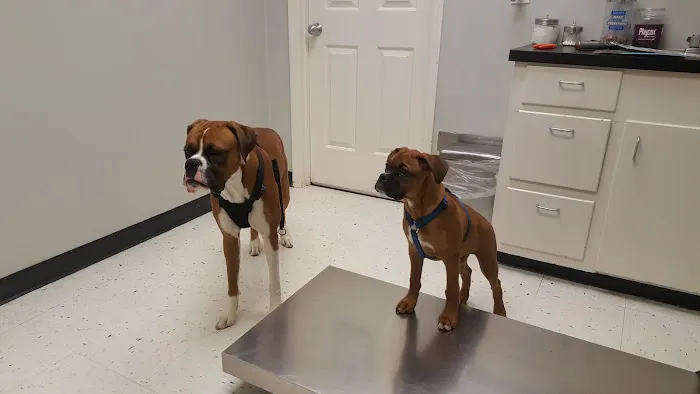 Spring Valley Animal Hospital LLC Picture 9