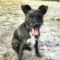 Gregg Animal Hospital ico