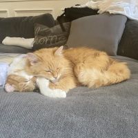 Well Pets Veterinary Clinic ico