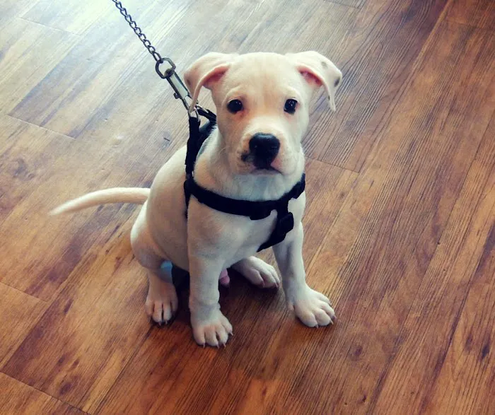 Well Pets Veterinary Clinic Picture 10