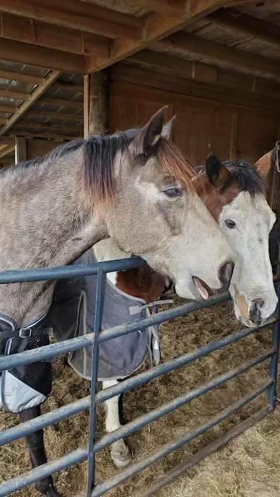 Friendly Faces Mobile Animal Services Picture 4