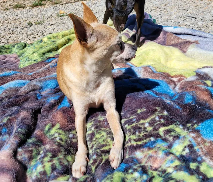 Friendly Faces Mobile Animal Services Picture 6