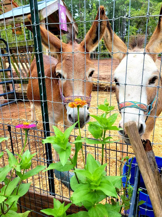Friendly Faces Mobile Animal Services Picture 9
