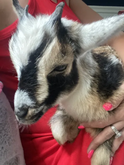 Friendly Faces Mobile Animal Services Picture 8
