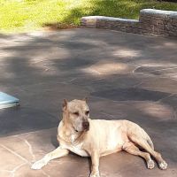 Vetco Total Care Animal Hospital ico