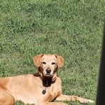 Banfield Pet Hospital