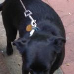 Banfield Pet Hospital: Dr. Blaes Kevin