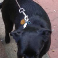 Banfield Pet Hospital: Dr. Blaes Kevin ico
