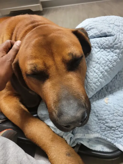 South Carolina Veterinary Specialists & Emergency Care Picture 4