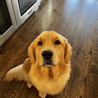 CVETS - Columbia Veterinary Emergency Trauma and Specialty ico