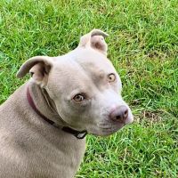 Chapin Veterinary Care Center ico