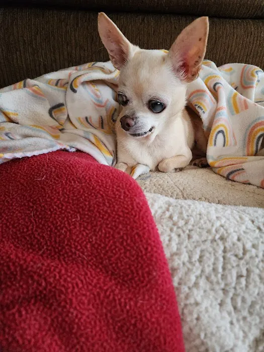 Chapin Veterinary Care Center Picture 7