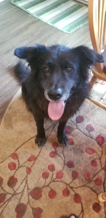 Chapin Veterinary Care Center Picture 10