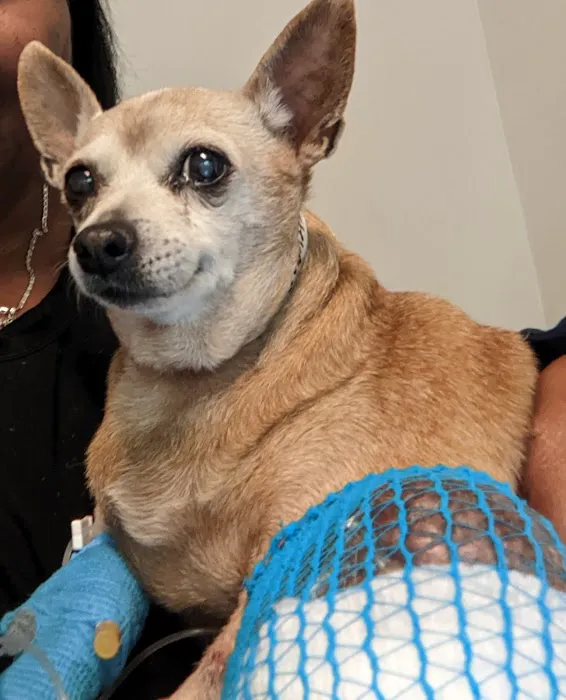 Banks Animal Hospital Picture 1