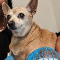 Banks Animal Hospital ico